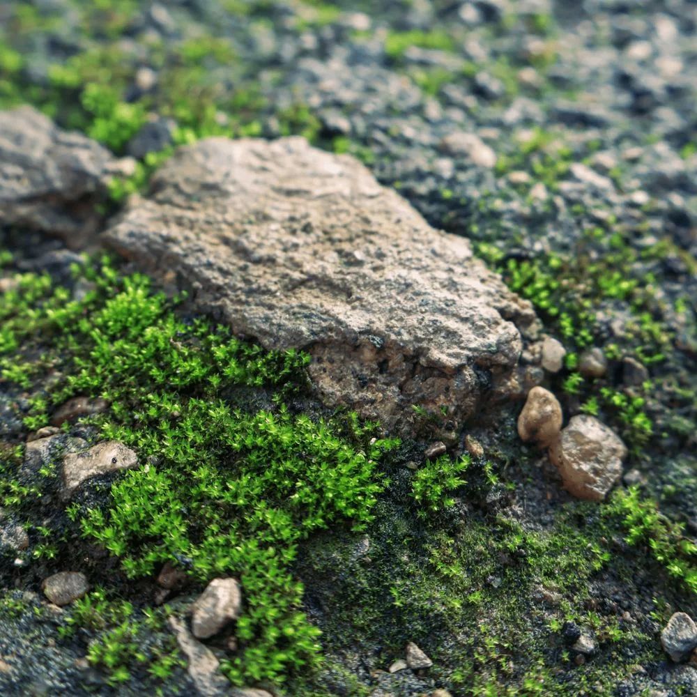 Mousse sur une terrasse à rénover